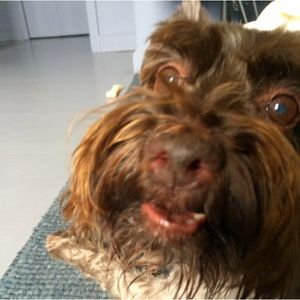 Meet your Posher, Annie